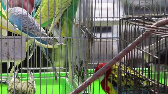Colourful Parrots Birds in Cage at Street Market Pet Shop pan