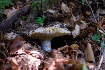Mushroom growing hidden under fallen leaves in the forest.