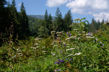 Wildflowers in a lush forest under a bright blue sky