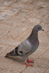 close up of a pigeon