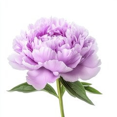 close up of Purple peony flower on white isolated background