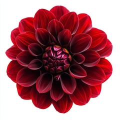 close up of red dahlia flower isolated on white background 