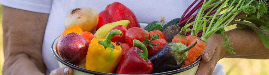 elderly woman in the garden with fresh vegetables in a bowl. Selective focus