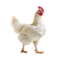 Fototapeta premium Chicken, Hen on a transparent background