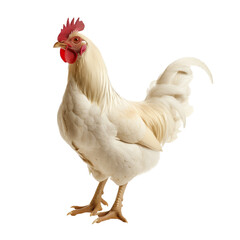 Chicken, Hen on a transparent background