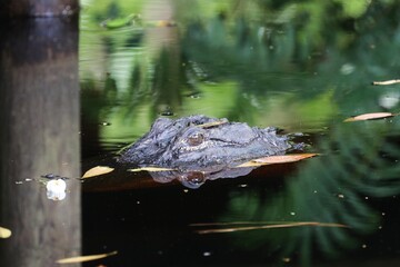Alligator in the swamp area – USA