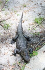 Alligator in the swamp area – USA