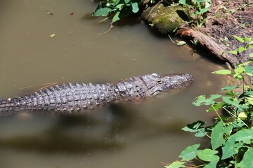 Alligator in the swamp area – USA