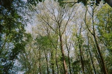 trees and sky
