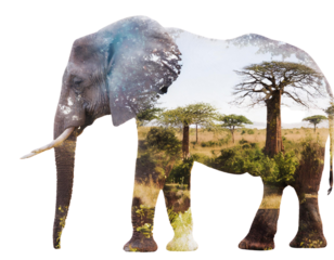 elephant in the forest