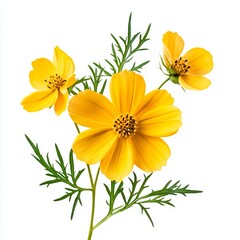 close up of Yellow Cosmos flower isolated on white background