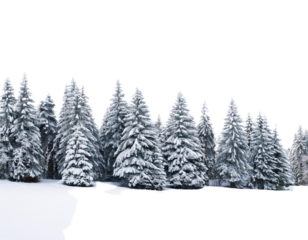 snow covered pine trees
