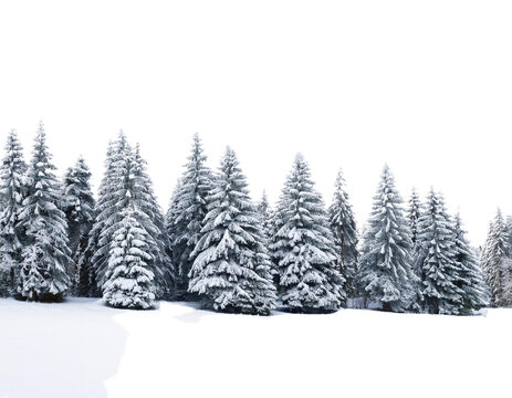 snow covered pine trees