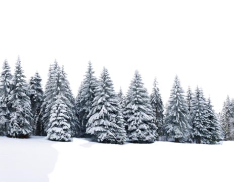 snow covered pine trees