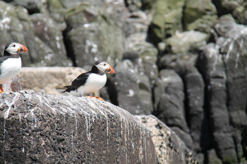 Two Puffin Sea Birds on a Rocky Cliff Face.