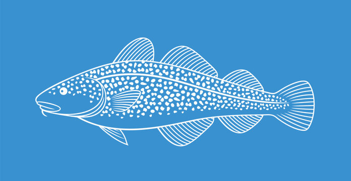Atlantic cod outline. Isolated cod on white background