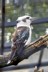 Laughing Kookaburra (Dacelo novaeguineae) – Commonly found in eucalyptus forests, woodlands, and urban areas across eastern Australia.