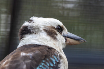 Fototapeta premium Laughing Kookaburra (Dacelo novaeguineae) – Commonly found in eucalyptus forests, woodlands, and urban areas across eastern Australia.