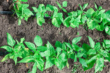 Bean plants growing steadily in a garden. Lush greenery and agricultural vitality