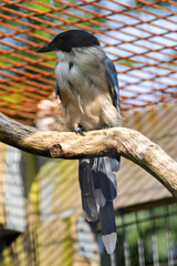 Azure-winged Magpie (Cyanopica cyanus) – Commonly found in open woodlands, scrublands, and parks across East Asia and the Iberian Peninsula.
