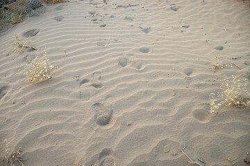 the texture of the sand. sand in the evening. sand close-up