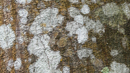 Fototapeta premium Closeup of the rough trunk of a tree