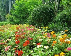 Obraz premium Colorful flowers field in garden