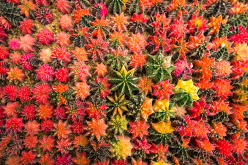 Prickly Palette: A Vibrant Display of Cactus Varieties