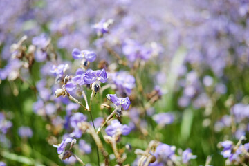 Blooming purple Murdannia Giganteum flower in meadow field with natural sunlight of garden