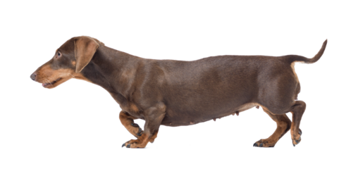 Portrait of a beautiful healthy Dachshund