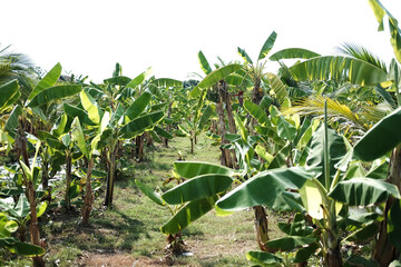 Tropical banana plantation for agriculture industry