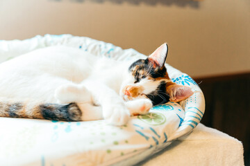 眠っている三毛猫