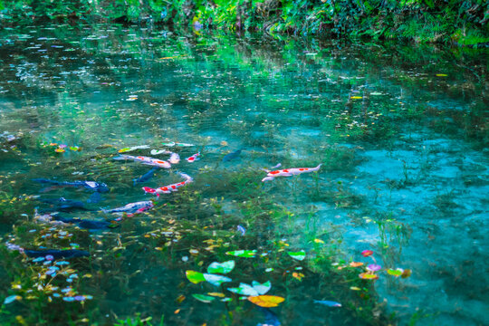 岐阜県の名もなき池_モネの池風