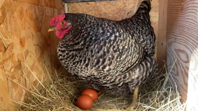 Eine horizontale Nahaufnahme im Nest. Eier legen und ausbr&uuml;ten (Teil 1). Ein Huhn legt ein Ei zu den anderen Eiern dazu.