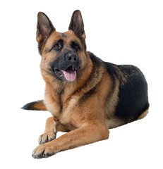 Beautiful German Sheperd lying down