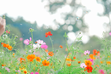 千葉のコスモス畑