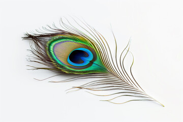 Obraz premium Peacock Feather on White Background