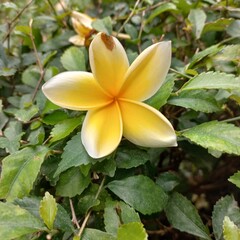Frangipani flower in nature with beautiful yellow and white | Natural photos of plant in nature