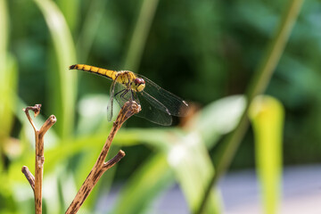 Close up of a dragonfly on a twig