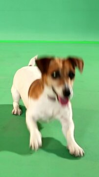 Active jumping running young dog Jack Russell terrier dancing on green screen impatiently awaiting the toy throw fetch. Vertical video footage chroma key green background