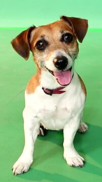 Adorable happy dog portrait looking at camera and smiling. sitting in full growth on a green chroma key background. Curious face expression positive emotions. Vertical video footage