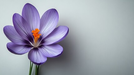 This image features a single, vibrant purple flower with orange stamens set against a plain,...