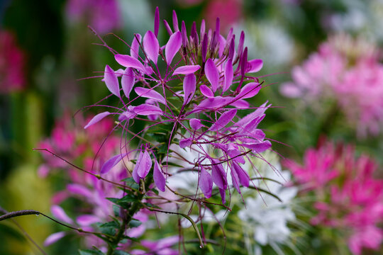 Cleome ( Latin- Cleome ) is a genus of annual or biennial plants of the Cleomaceae family. Gorgeous bright flowers in raindrops. Floral background or banner. Natural wallpaper. 