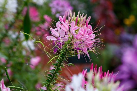 Cleome ( Latin- Cleome ) is a genus of annual or biennial plants of the Cleomaceae family. Gorgeous bright flowers in raindrops. Floral background or banner. Natural wallpaper. 