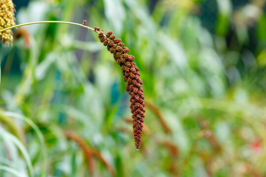 Chumiza, black rice , millet ( lat. Setaria italica subsp. italica ) is a forage and grain crop, an annual cultivated plant of the family Cereals, or Poaceae
