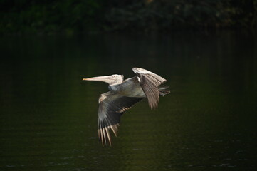 Spot-billed pelican