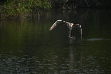 Pelican