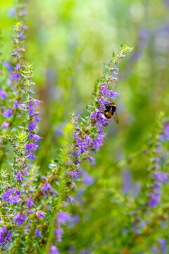 The bumblebee collects nectar from the flowers of hyssop. Hyssop officinalis is a species of subshrub of the genus Hyssop ( Hyssopus ) of the Lamiaceae family.