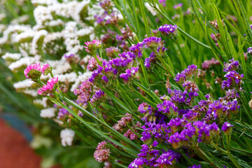 Limonium sinuatum , is a herbaceous plant, a species of the genus Limonium of the family...