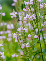 Physostegia virginiana is a perennial herbaceous plant ; a species of the genus Physostegia of the Lamiaceae family. Bumblebee on flowers of Physostegia virginiana